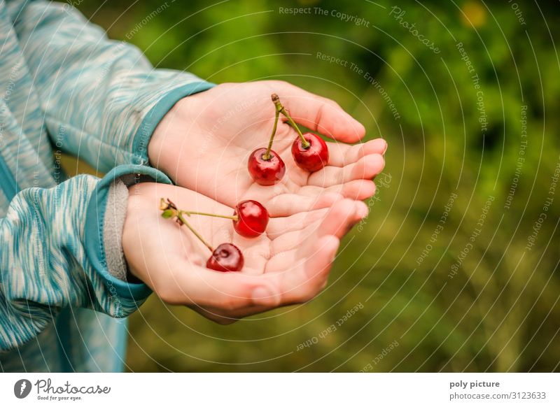 zwei Hände halten 2 Päarchen von Kirschen frisch gepflückt grün Nutzpflanze Natur Sommertag selbstversorgung Obstbaum Deutschland Schrebergarten Garten Hand