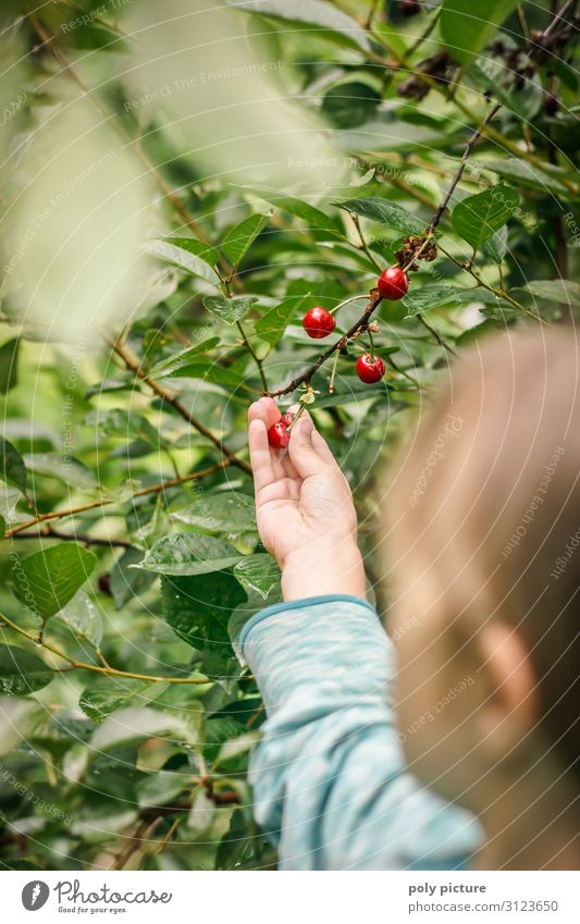 Junges Mädchen pfückt Kirschen im Garten Schwache Tiefenschärfe Unschärfe Detailaufnahme Nahaufnahme Außenaufnahme Farbfoto Klimaschutz regionale Produkte