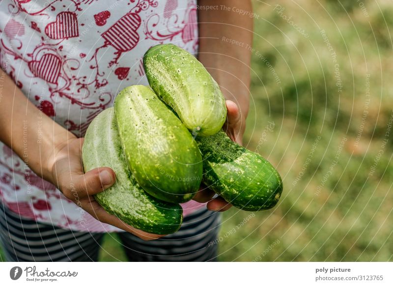 Mädchenhände halten frische Gurken Lifestyle schön Gesunde Ernährung Zufriedenheit Freizeit & Hobby Sommerurlaub Junge Frau Jugendliche Kindheit Leben Hand