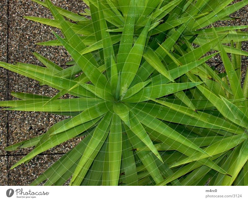 Palme Regen Natur.