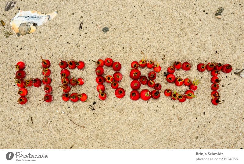 Das Wort "Herbst" mit Hagebutten in den Sand gelegt Lifestyle Natur Landschaft Erde Frucht Schriftzeichen Ornament fallen liegen schreiben außergewöhnlich