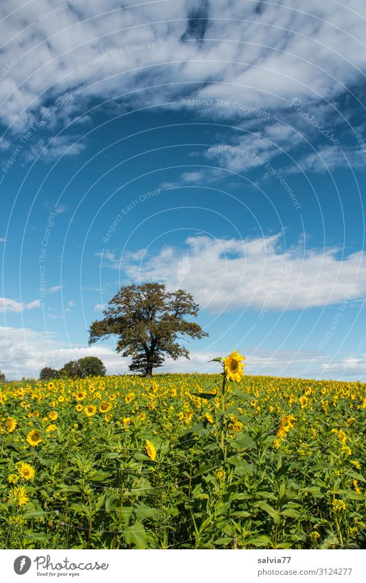 Herbstbegrünung mit Sonnenblumen Umwelt Natur Landschaft Tier Himmel Wolken Sommer Klima Schönes Wetter Pflanze Baum Blume Blüte Nutzpflanze Sonnenblumenfeld