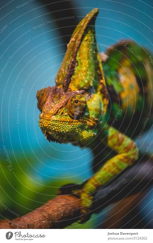 Chamäleon Tier Baum Urwald grün Panther Chamäleon Lebewesen Dschungeltiere Dschungelüberdachung Dschungel-Wildtiere Lizard Regenwald-Wildtiere Reptil Baumkrone