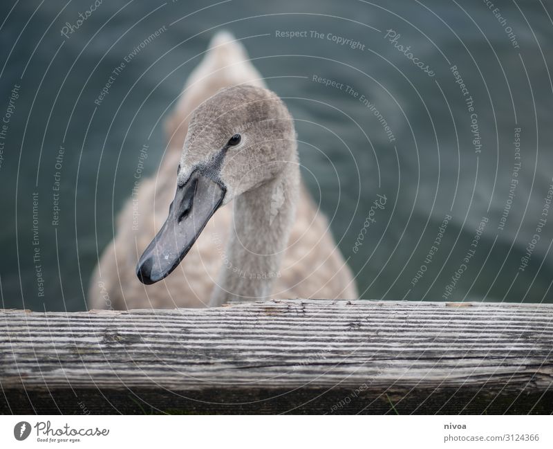 junger schwan Ausflug Freiheit Umwelt Natur See Zürich See Tier Vogel Schwan Tiergesicht Flügel 1 Holz Wasser Schwimmen & Baden beobachten warten Gesundheit