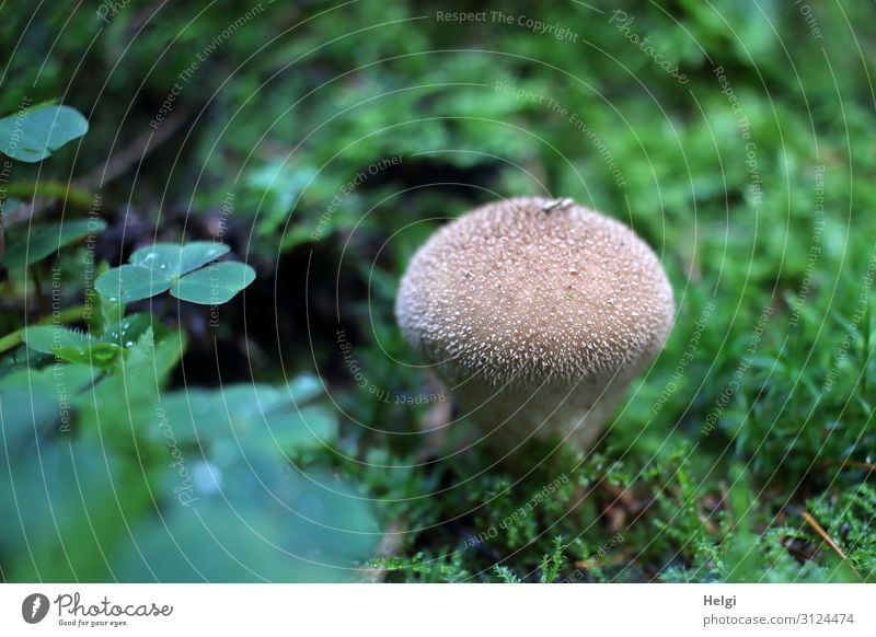 Flaschenbovist wächst im Herbst zwischen Moos und Klee Umwelt Natur Pflanze Blatt Wald stehen Wachstum ästhetisch authentisch klein natürlich braun grün