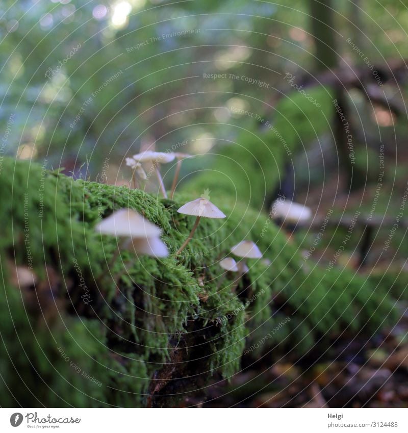 kleine Waldpilze wachsen auf einem bemoosten Baumstamm im Wald Umwelt Natur Pflanze Herbst Moos liegen stehen Wachstum einzigartig natürlich braun grau grün