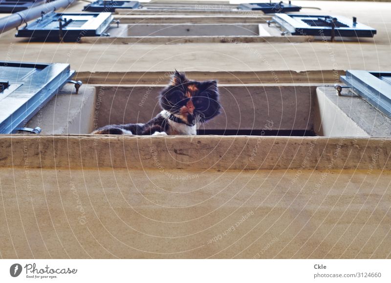 Ohne Worte Häusliches Leben Haus Gebäude Mauer Wand Fassade Fenster Fensterladen Tier Haustier Katze 1 beobachten bedrohlich blau braun selbstbewußt Mut achtsam