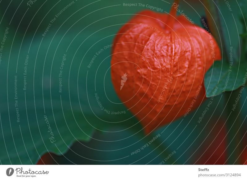 Lampionblume Physalis Physalis alkekengi Blume Blüte Gartenblume Zierpflanze Kelchblätter giftige Pflanze Bauerngartenpflanze Gartenpflanze dekorativ nah