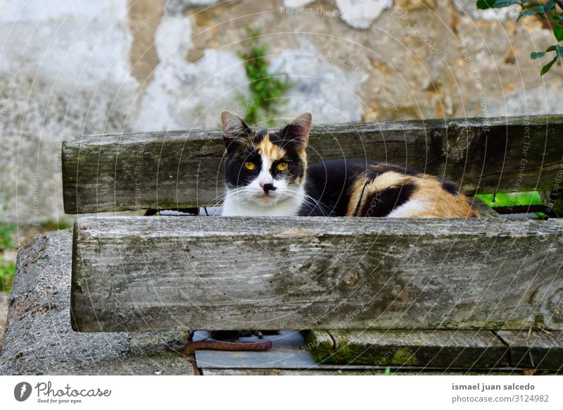 schöne streunende Katze, die in die Kamera schaut. Haustier Katzenbaby Irrläufer Straße Bartansatz Porträt Tier Kopf Auge Ohr Behaarung Hintergrund neutral