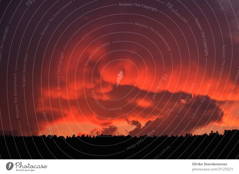 Himmelsdrama Umwelt Natur Landschaft Pflanze Urelemente Wolken Sommer Baum Wald leuchten bedrohlich dunkel natürlich einzigartig Endzeitstimmung Schwarzwald