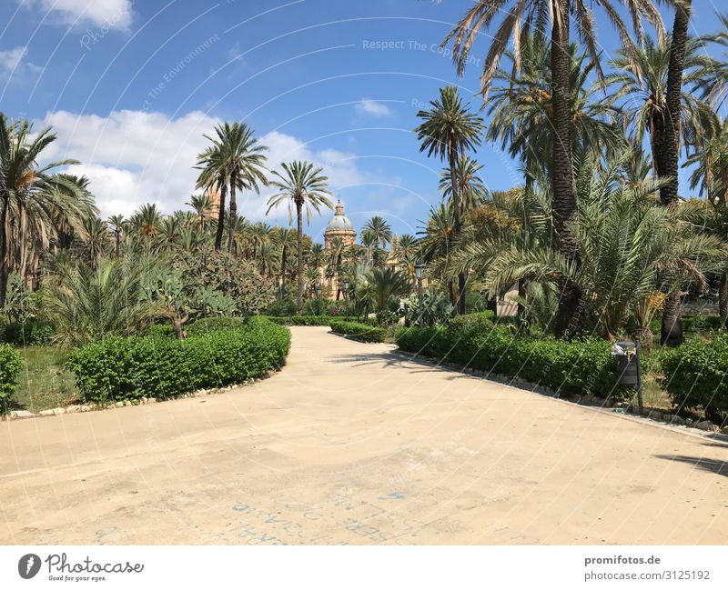 Park in Palermo, Sizilien, Italien Ferien & Urlaub & Reisen Tourismus Ausflug Sightseeing Städtereise Sommer Sommerurlaub Sonne Umwelt Natur Pflanze schön blau