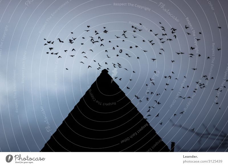 Vogelwanderung Haus Dach fliegen Traurigkeit Sorge Trauer Vogelperspektive Vogelschwarm Vogelparade Klimawandel dunkel gruselig Halloween Farbfoto