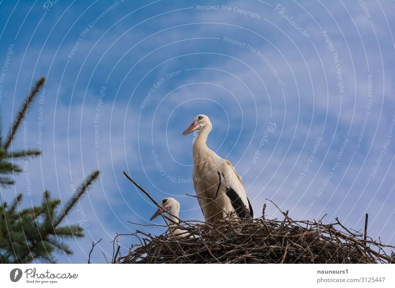 Zwei Klapperstörche im Nest Tier Wildtier Storch 2 Tierfamilie bauen beobachten stehen Zusammensein blau braun grün schwarz weiß Coolness Treue friedlich