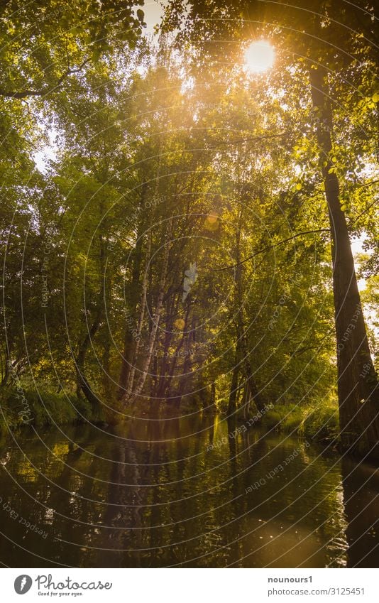 Sommerlicht Umwelt Natur Landschaft Tier Wasser Himmel Sonne Sonnenlicht Klima Klimawandel Schönes Wetter Pflanze Baum Urwald Bach fantastisch natürlich braun