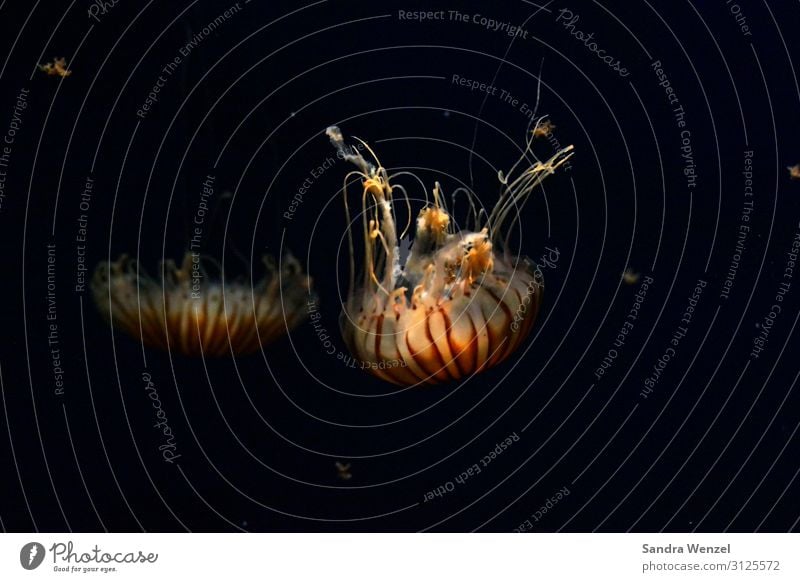 Quallen Umwelt Natur Tier Küste Korallenriff Meer Zoo Aquarium 2 Schwimmen & Baden Feuerqualle Brandwunde Farbfoto Innenaufnahme Studioaufnahme