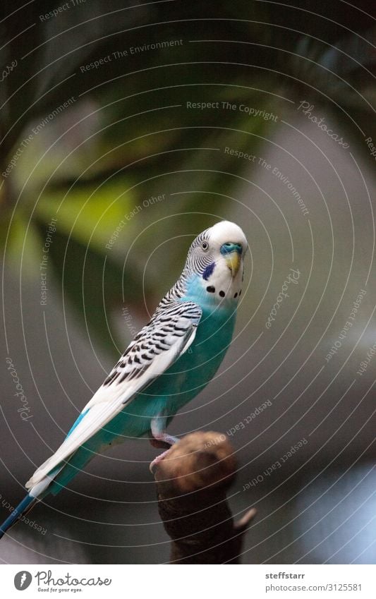 Blau-weißer Wellensittich-Sittichvogel Melopsittacus undulatus Natur Tier Baum Haustier Wildtier Vogel 1 blau türkis Melopsittacus wellenförmig