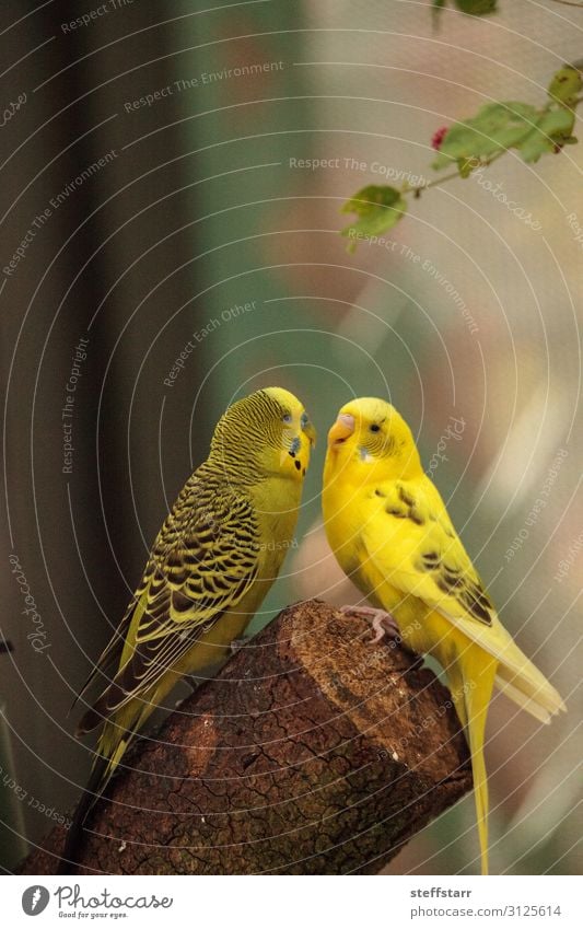 Umzäunung von Wellensittichen Vögeln Melopsittacus undulatus Natur Tier Baum Haustier Wildtier Vogel 2 Brunft gelb umwerbend Gerichtsgebäude Paarung