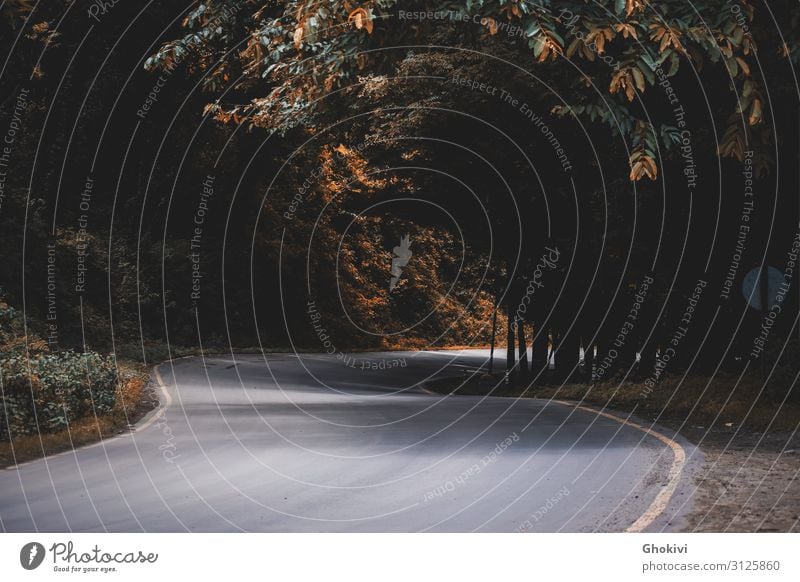 Autobahn Umwelt Natur Landschaft Erde Wolkenloser Himmel Sonne Sonnenlicht Herbst Klima Wetter Schönes Wetter Wind Pflanze Baum Blume Gras Blatt Wildpflanze