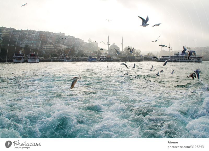 viel Bewegung am Bosporus II Schönes Wetter Nebel Wellen Küste Meer Istanbul Skyline Moschee Schifffahrt Fähre Hafen Möwe Schwarm fliegen Fröhlichkeit glänzend