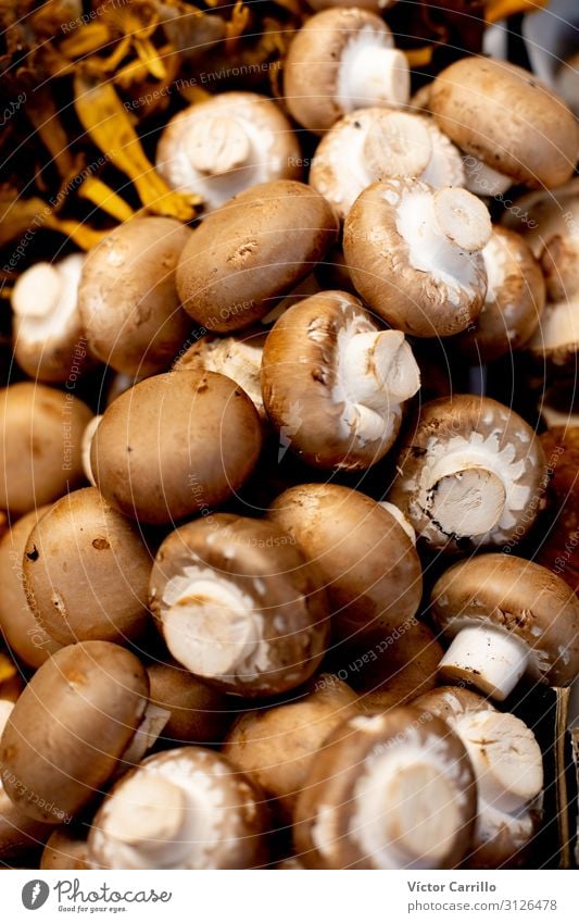 Frische Gastronomieprodukte Pilze auf dem Marktplatz Lebensmittel Gemüse Mittagessen Abendessen Bioprodukte Vegetarische Ernährung authentisch Farbfoto