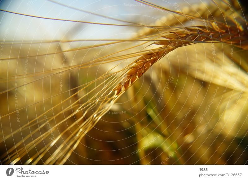 Weizenähre Natur Pflanze Herbst Gras Feld gelb Farbfoto Nahaufnahme Detailaufnahme Menschenleer Textfreiraum unten Tag Schwache Tiefenschärfe Porträt