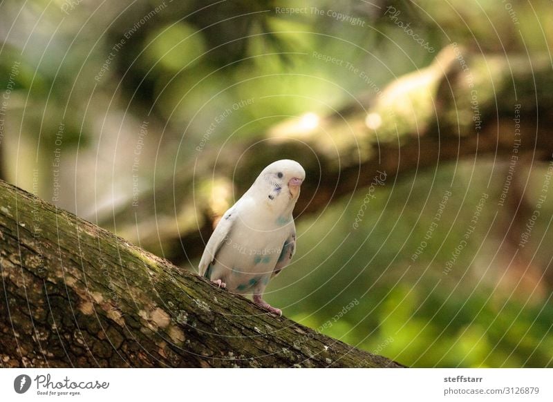 Weißer Wellensittich-Sittichvogel Melopsittacus undulatus Natur Tier Haustier Vogel 1 weiß Melopsittacus wellenförmig weißer Wellensittich Papagei Wildvogel