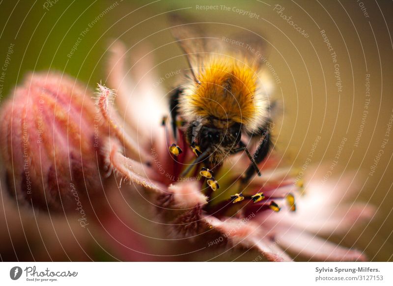 Fleißiges Bienchen Umwelt Natur Pflanze Tier Blume Blüte Wildpflanze Garten Wildtier Biene Flügel Fell 1 Arbeit & Erwerbstätigkeit Fressen Wachstum ästhetisch