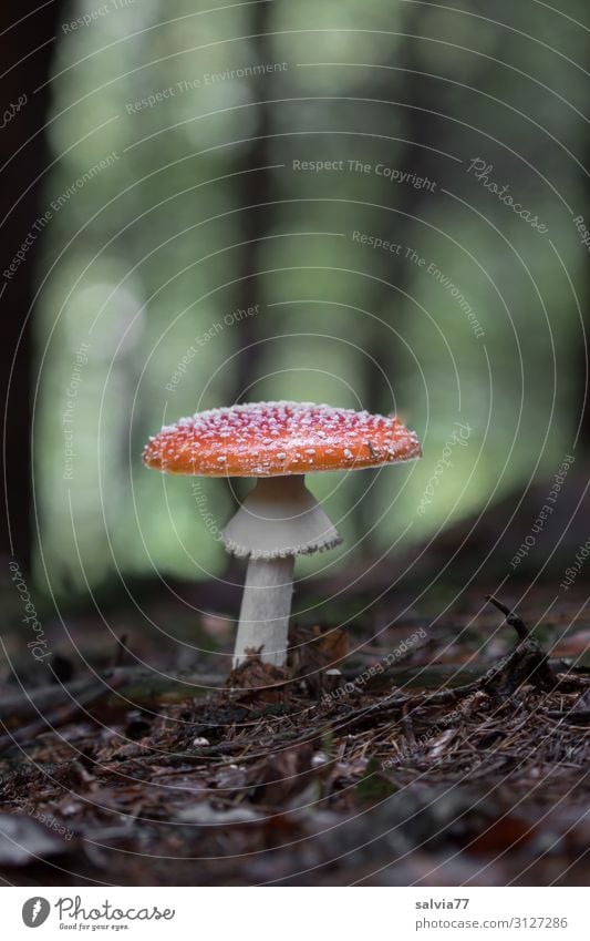 Rotkäppchen Umwelt Natur Pflanze Erde Herbst Wildpflanze Waldboden Baum Pilz Fliegenpilz stehen Wachstum ästhetisch schön Einsamkeit Glück ruhig Rauschmittel