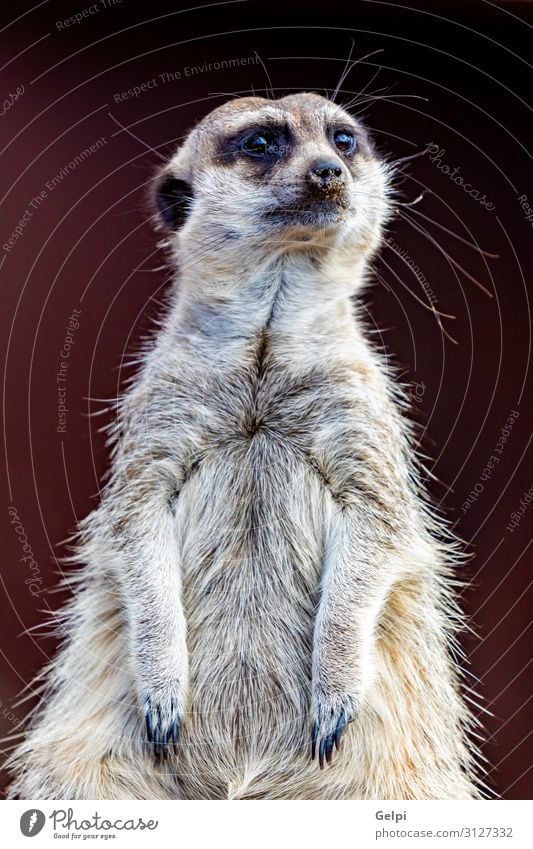 Erdmännchen (Suricata suricatta), auch bekannt als das Erdmännchen. Gesicht Safari Zoo Natur Tier sitzen stehen klein niedlich wild Vorfreude Nervosität