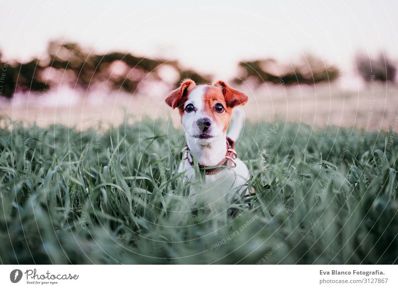 süßer kleiner Jack Russell Hund auf dem Land zwischen grünem Gras Lifestyle Freude Erholung Freizeit & Hobby Spielen Natur Landschaft Tier Sonnenaufgang