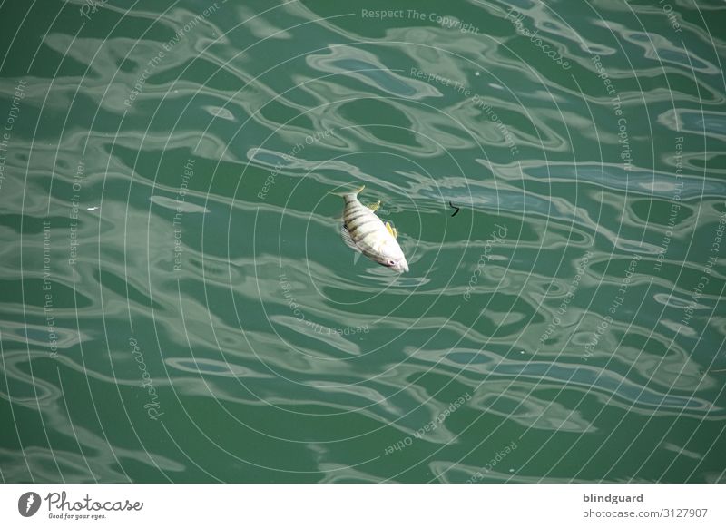 The Fish Is Dead Fisch Umwelt Wasser Sommer Schönes Wetter See Tier Totes Tier Schuppen 1 Schwimmen & Baden Flüssigkeit nass grün schwarz weiß Ende Tod