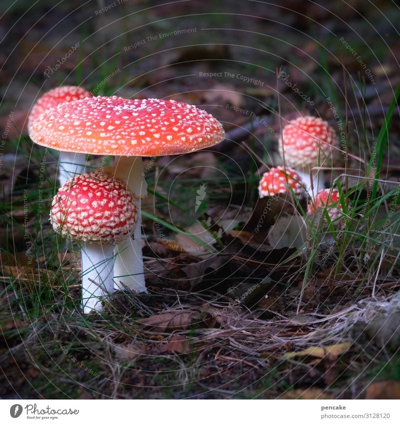 und ewig grüßt der fliegenpilz Natur Urelemente Erde Herbst Pflanze Wald schön Pilz Fliegenpilz mehrere Darß Prerow Farbfoto Außenaufnahme Nahaufnahme