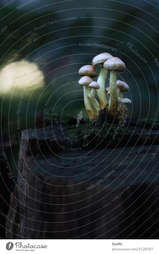 tief im Walde Pilzgruppe Pilze Champignonverwandte Agaricaceae Baumstumpf dunkel geheimnisvoll Moos spukhaft mehrere mysteriös mystisch Oktober Licht im Wald