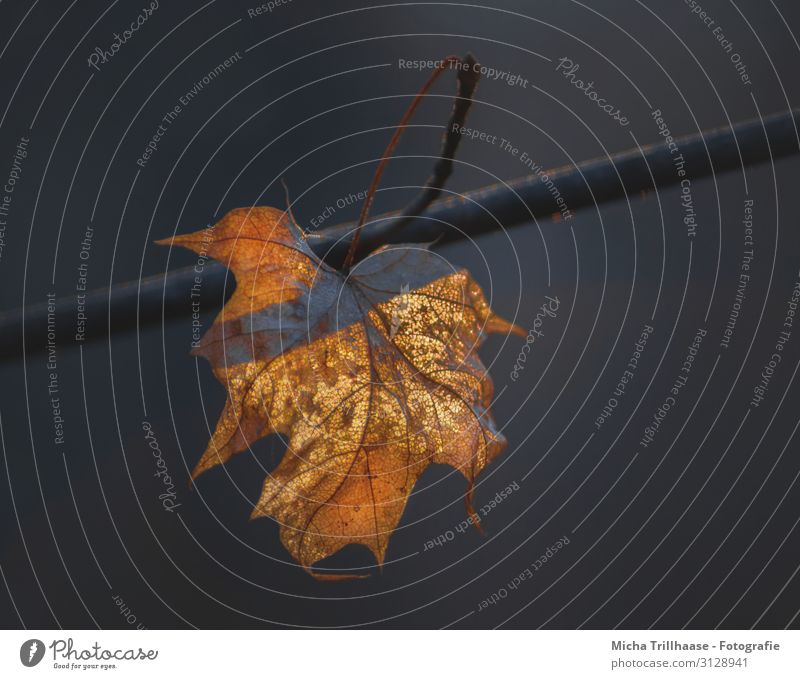 Vergänglich Natur Pflanze Sonne Sonnenlicht Herbst Schönes Wetter Baum Blatt Herbstlaub Ahornblatt glänzend leuchten verblüht dehydrieren nah natürlich trocken