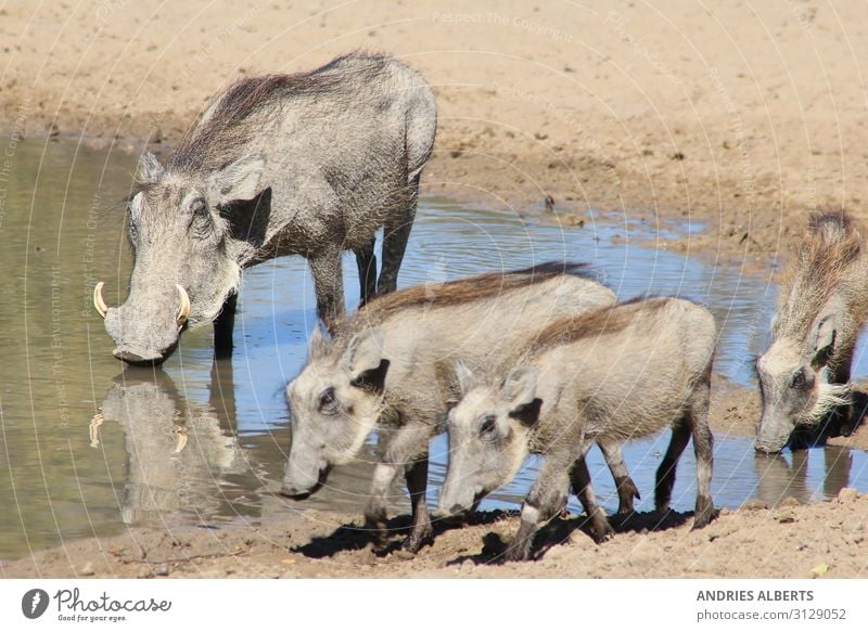 Warzenschwein-Familie - Afrikanische Tierwelt Ferien & Urlaub & Reisen Tourismus Abenteuer Freiheit Sightseeing Safari Expedition Sommer Sommerurlaub Sonne