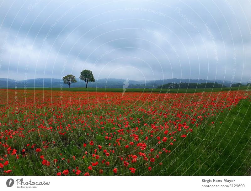 Mohnfeld Ferien & Urlaub & Reisen wandern Natur Landschaft Pflanze Sommer schlechtes Wetter Blume Feld ruhig Erholung Farbe Idylle Ferne Klatschmohn Farbfoto