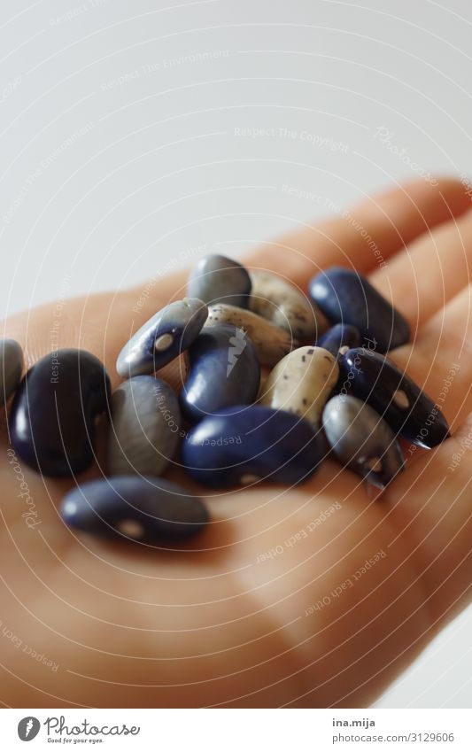 blaue Bohnen in der Hand halten Mittagessen Abendessen Bioprodukte Vegetarische Ernährung Diät Fasten Slowfood Fingerfood Hintergrund neutral Zauberbohnen