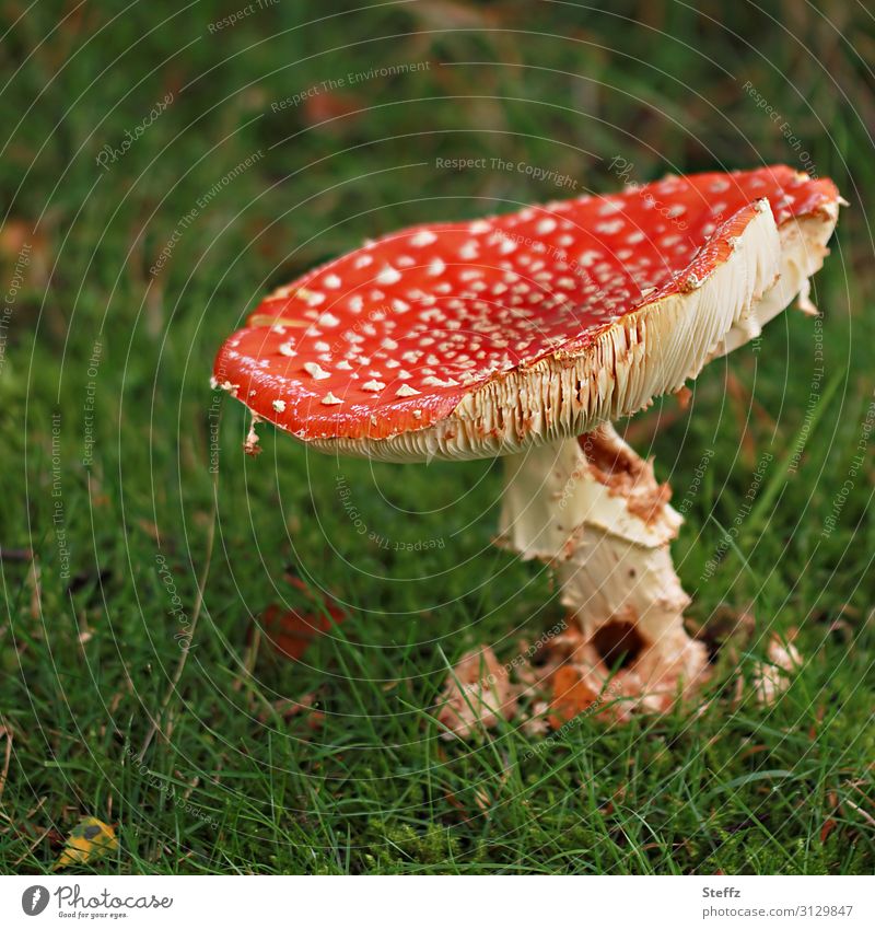 Senior Fliegenpilz Pilz Pilzhut alt giftiger Pilz Amanita muscaria echt betagt gealtert authentisch unattraktiv Verfall Kreislauf der Natur Alterung Einsamkeit