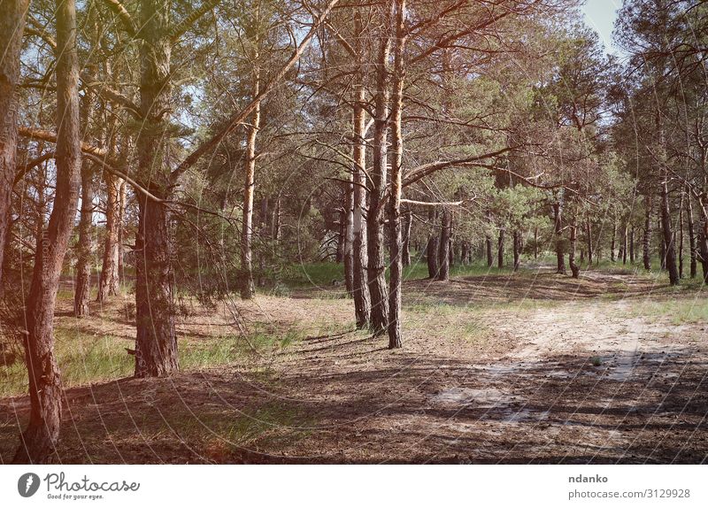 grüner Nadelwald an einem sonnigen Sommertag Ferien & Urlaub & Reisen Umwelt Natur Landschaft Pflanze Sand Himmel Baum Gras Park Wald hell natürlich blau gelb