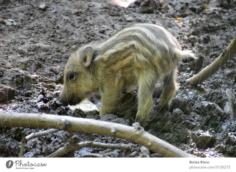 Frischling Natur Tier Herbst Wald Wildtier Zoo Wildschwein 1 Tierjunges Kindheit Umwelt Gedeckte Farben Außenaufnahme Menschenleer Dämmerung Zentralperspektive