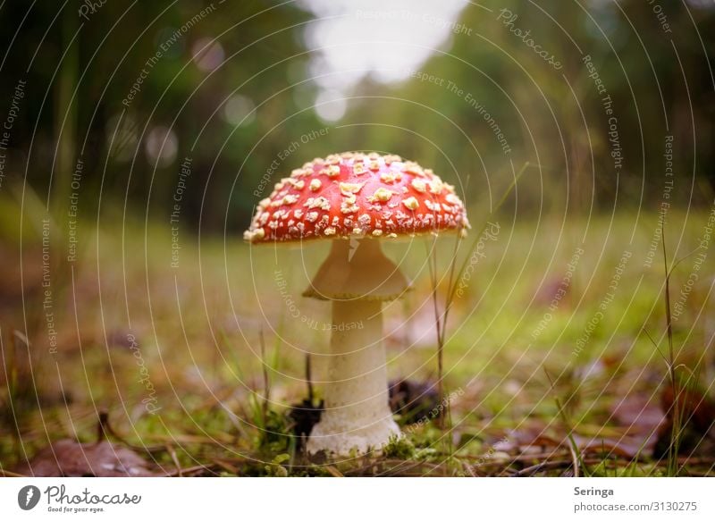 Fliegenpilz auf dem Waldweg Umwelt Natur Landschaft Pflanze Tier Sonnenlicht Herbst Baum Gras Park Wiese Wachstum Pilz Giftpilz Giftpflanze Pilzkopf Farbfoto