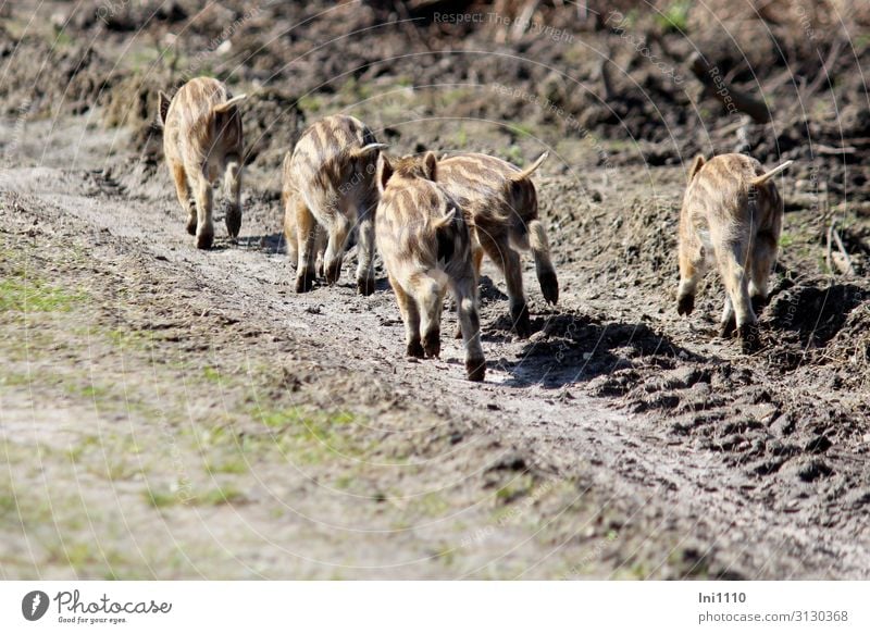 fünf Frischlinge in Rückansicht auf Waldweg bringen sich in Sicherheit Park Wildtier Wildschwein Tiergruppe Tierjunges braun gelb grau schwarz weiß Schwanz