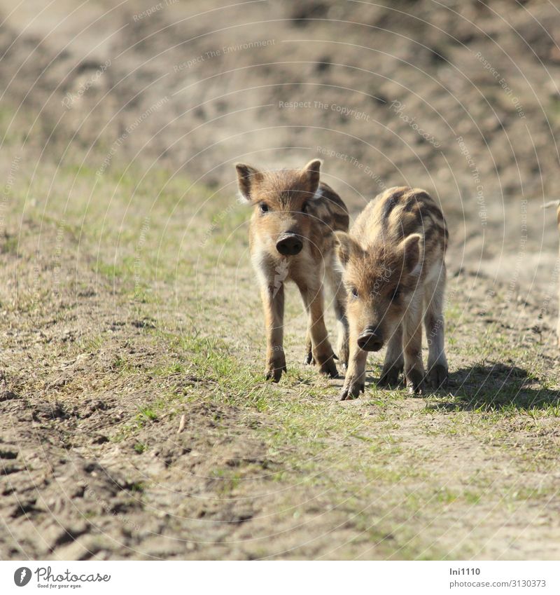 ... zum Geburtstag viel Glück Landschaft Tier Frühling Park Wald Wildtier Wildschwein 2 beobachten Blick niedlich braun gelb grau grün schwarz weiß Frischling