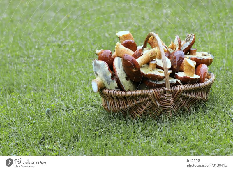 Maronenröhrling, reiche Beute Lebensmittel Pilz Mittagessen Abendessen Bioprodukte Vegetarische Ernährung Ausflug Essen Natur Pflanze Herbst Gras Wald braun