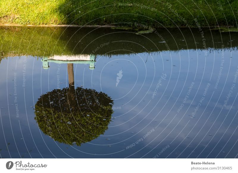 Baum gespiegelt im sommerlich sonnenbeschienenen Wasser Spiegelbild Sommer Reflexion & Spiegelung See Landschaft Seeufer Abkühlung Sonnenschein Schönes Wetter