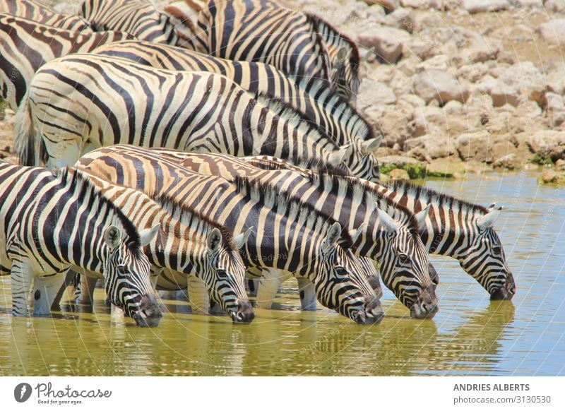 Zebramagie - Spiegelung von Streifen Erholung ruhig Ferien & Urlaub & Reisen Tourismus Ausflug Abenteuer Freiheit Sightseeing Safari Expedition Sommer