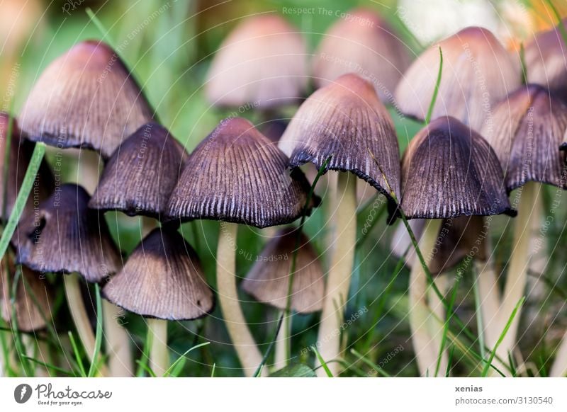 ungenießbare Pilze in der Wiese Gras Umwelt Sommer Herbst Garten Park Natur Wald Wachstum klein braun grün schwarz sprießen Detailaufnahme Makroaufnahme