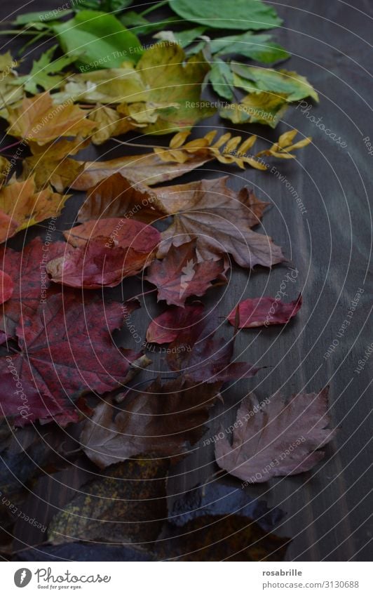 Herbstlaub in Regenbogenfarben Erntedankfest Umwelt Natur Blatt Holz fallen leuchten braun gelb grün orange rot unbeständig Vergänglichkeit Wandel & Veränderung