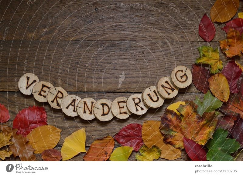 VERÄNDERUNG Umwelt Natur Herbst Klima Blatt Holz natürlich braun gelb grün orange rot Beginn Vergänglichkeit Wandel & Veränderung Herbstlaub Jahreszeiten welk