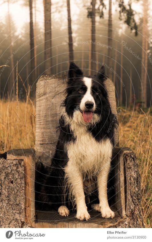 Bordercollie Tier Haustier Hund 1 Freundlichkeit natürlich Stimmung Abenteuer Freiheit Natur Farbfoto Außenaufnahme Menschenleer Tag